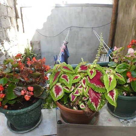 Kovacic_grubisic * Спліт